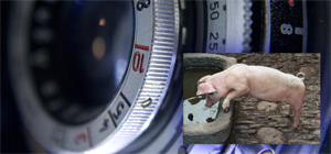 GoPro goes for a skydive!